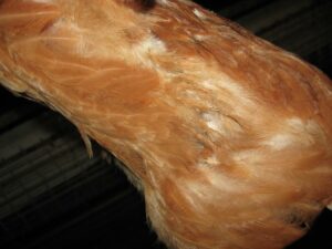 Moult in rearing hen