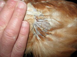Moult in rearing hen