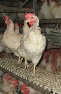 Feather loss in neck due to feeder